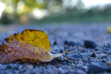 golden leaf on graqvel path