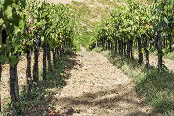 Fototapeta na wymiar Vineyards on the Siena hills in Tuscany