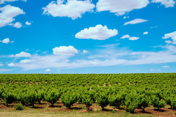 Fototapeta na wymiar Vineyards row with blue sky