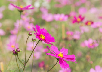 close up colorful pink cosmos flowers blooming in the field on sunny  day