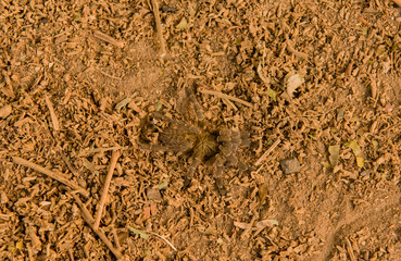 Pavian Spinne in der Savanne vom in Simbabwe, Südafrika