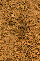 Pavian Spinne in der Savanne vom in Simbabwe, Südafrika