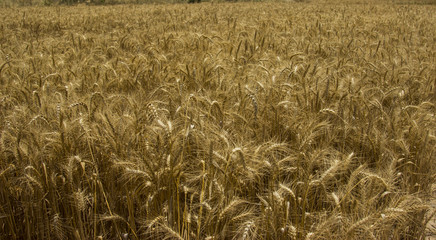 Wheat Field