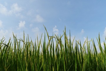 Fototapeta premium green rice in rice field for nature background