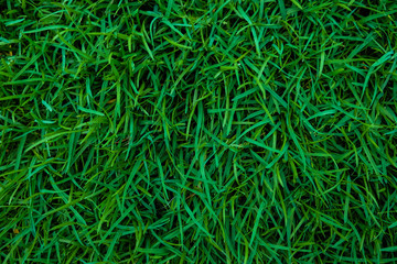 Fress green grass background nature meadow