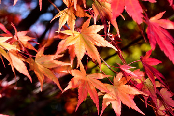 イロハモミジ/秋が深まるにつれ綺麗に紅葉する。カエデの中では最も美しく紅葉する一つ。