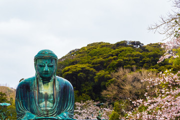 The Great Buddha in Kamakura Japan.The foreground is cherry blossoms.Located in Kamakura, Kanagawa Prefecture Japan.