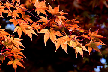 イロハモミジ/秋が深まるにつれ綺麗に紅葉する。カエデの中では最も美しく紅葉する一つ。