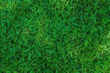 Fress green grass background nature meadow
