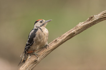 Great Spotted Woodpecker