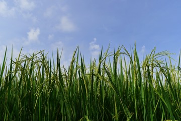 Obraz premium green rice in rice field for nature background