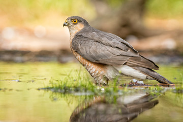 European Sparrowhawk bathing