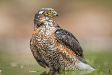 European Sparrowhawk bathing