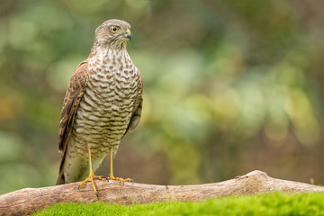 Eurasian Sparrowhawk