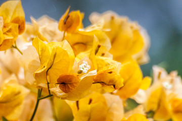 Yellow Bougainvillea