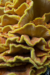 Obraz premium chicken of the woods