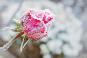 rose flower in the first frost