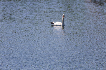 White swan floating on the lake