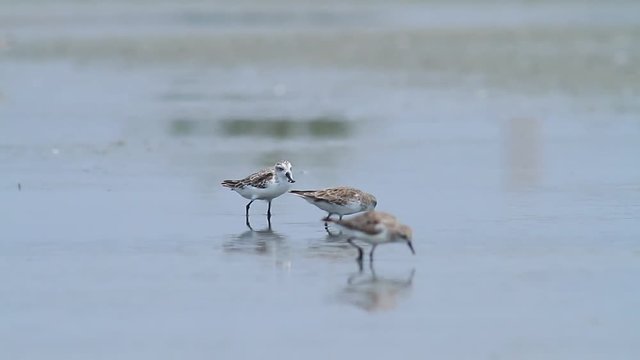 Spoon-billed Sandpiper rare Birds in Thailand and Southeast Asia.