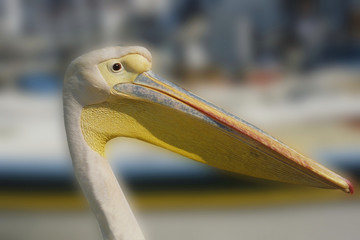 Pélican portrait