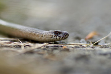 Portrait of a blindworm