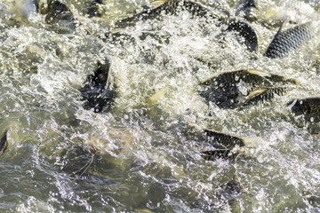 Fish in the pool scrambled to eat.