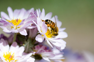 菊