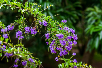 Fototapeta premium Duranta Erecta
