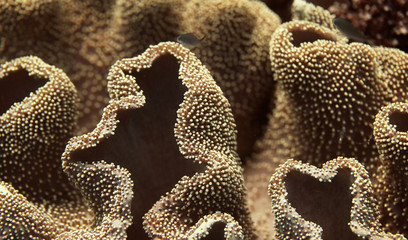 underwater world - coral structure