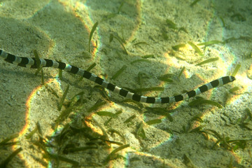 underwater world - poisonous snake