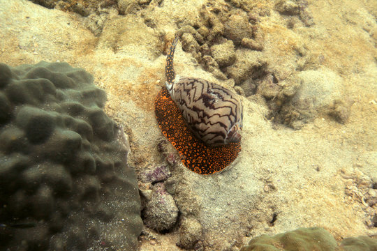 Underwater World - Cone Snail