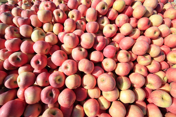 The ripe apples are in the tree