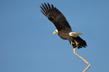 Bald Ealge in Virginia right at the moment of takeoff from a branch.