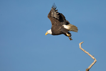 Bald Ealge in Virginia just as he takes off from branch.