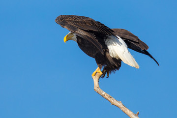 Bald Ealge in Virginia wings slightly spread ready to take flight.