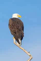 Bald Ealge in Virginia perched on branch.