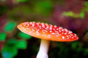 Muchomor w kropki © Dawid Baniowski