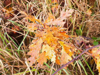 beautiful red orange yellow autumn dead leaves close up