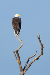 Bald Ealge in Virginia perched on branch.