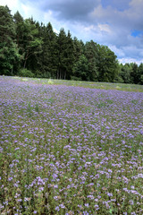 Feld mit Bienenweide im Sommer