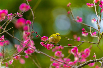 The Japanese White eye.The background is plum blossoms. Located in Yokohama, Kanagawa Prefecture Japan.