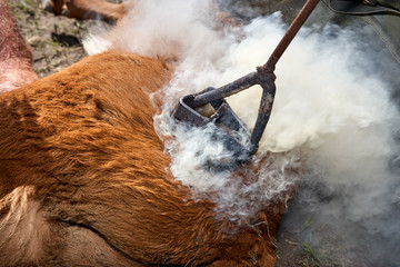 Fire-heated branding iron being used on a calf