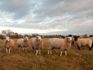Fototapeta na wymiar farmland close up white sheep farm grass grazing standing animals