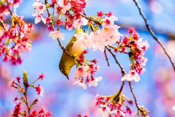 The Japanese White-eye.The background is cherry blossoms. Located in Tokyo Prefecture Japan.