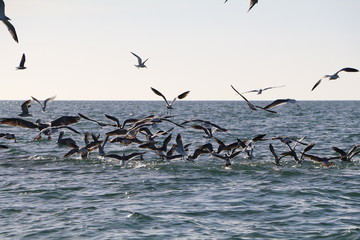 Birds Diving into the Ocean - 182854152