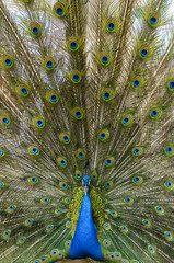 Obraz premium Peacock with feather detail