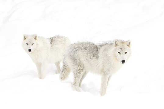Arctic wolves (Canis lupus arctos) isolated on a white background standing in the winter snow in Canada