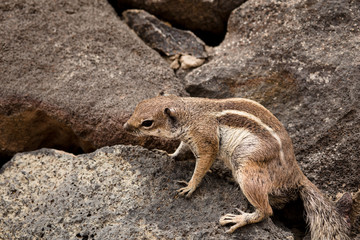 Barbary Ground Squirrel at Fuerteventura, Canary Islands, Spain.