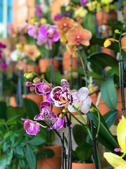 Colorful Orchids at the Market - 182854710