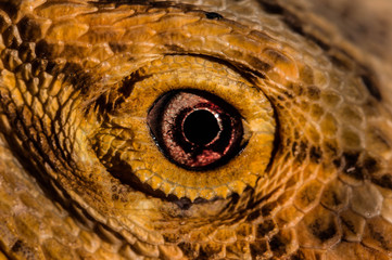 Close up of Reptile Eye 